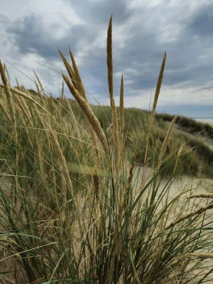 Bredene (België)